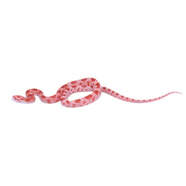 Lavamel Corn Snake